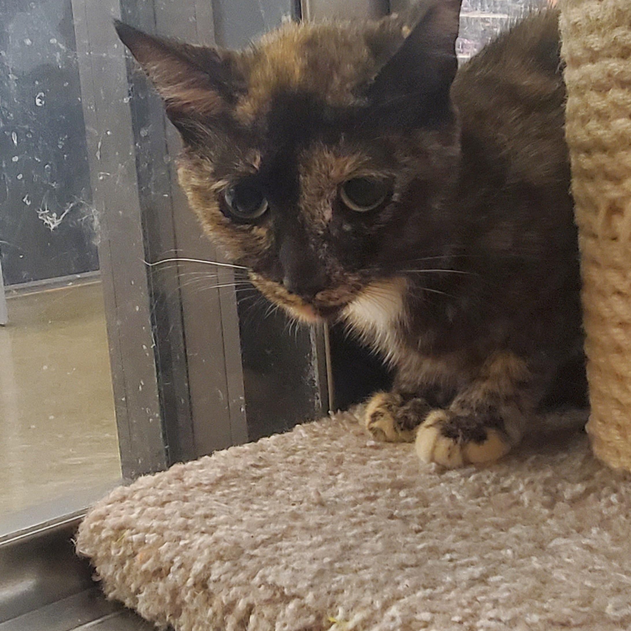 Enlarge Goldie, a Adoptable Tortoiseshell in Columbus, OH image 2/6