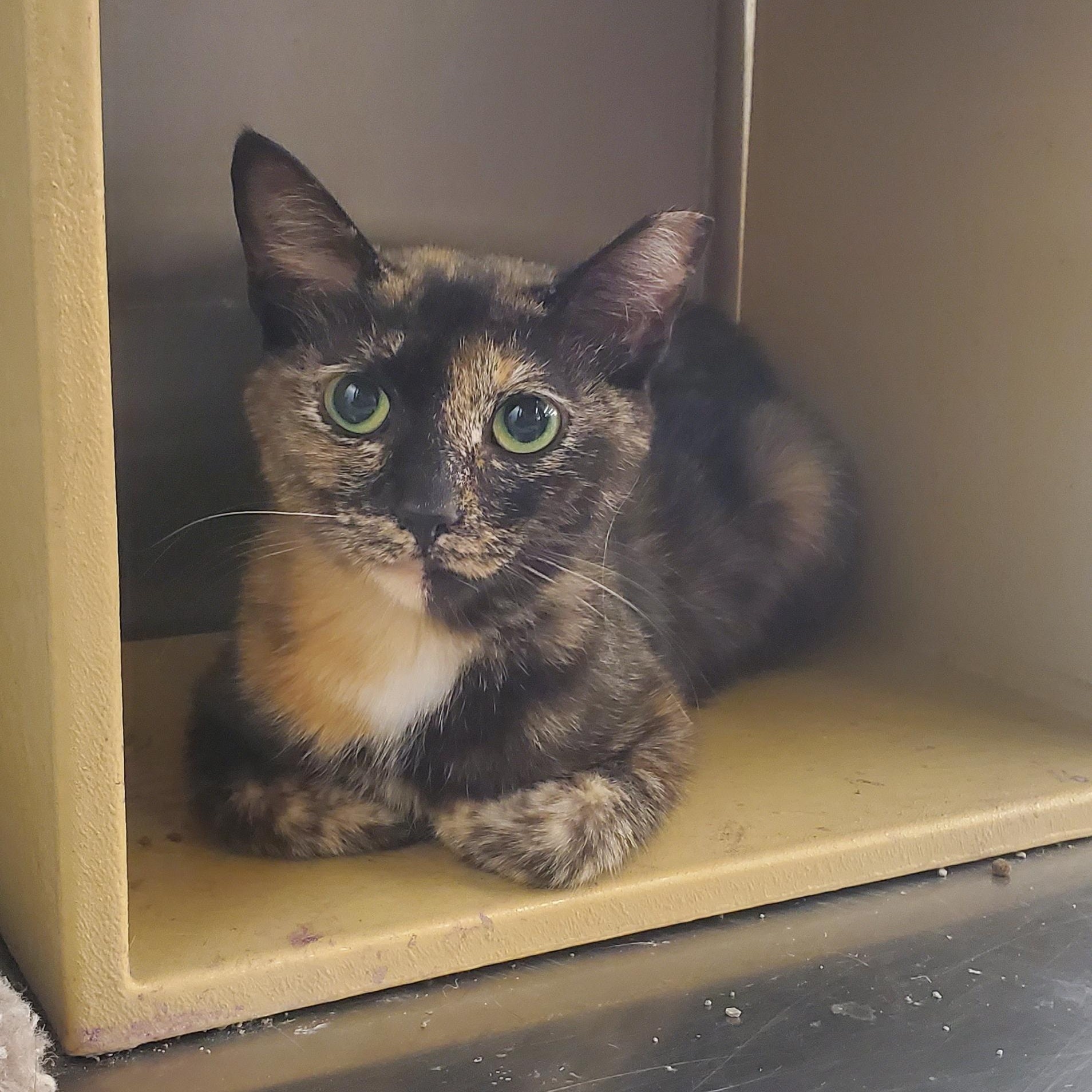 Enlarge Goldie, a Adoptable Tortoiseshell in Columbus, OH image 3/6