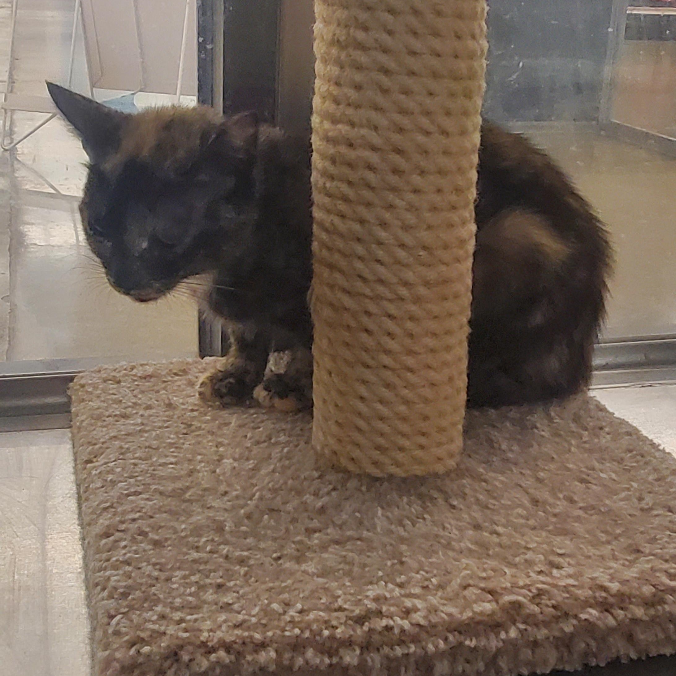 Enlarge Goldie, a Adoptable Tortoiseshell in Columbus, OH image 6/6