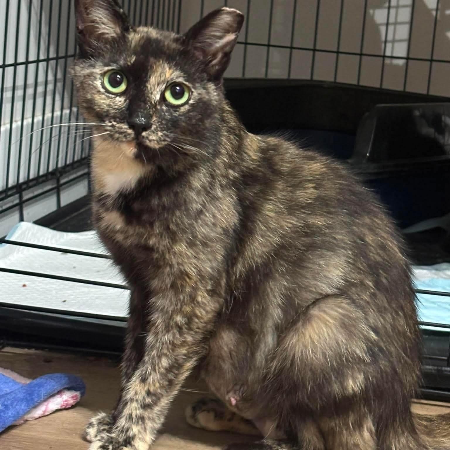 Goldie, ADOPTABLE, Young Female Tortoiseshell.
