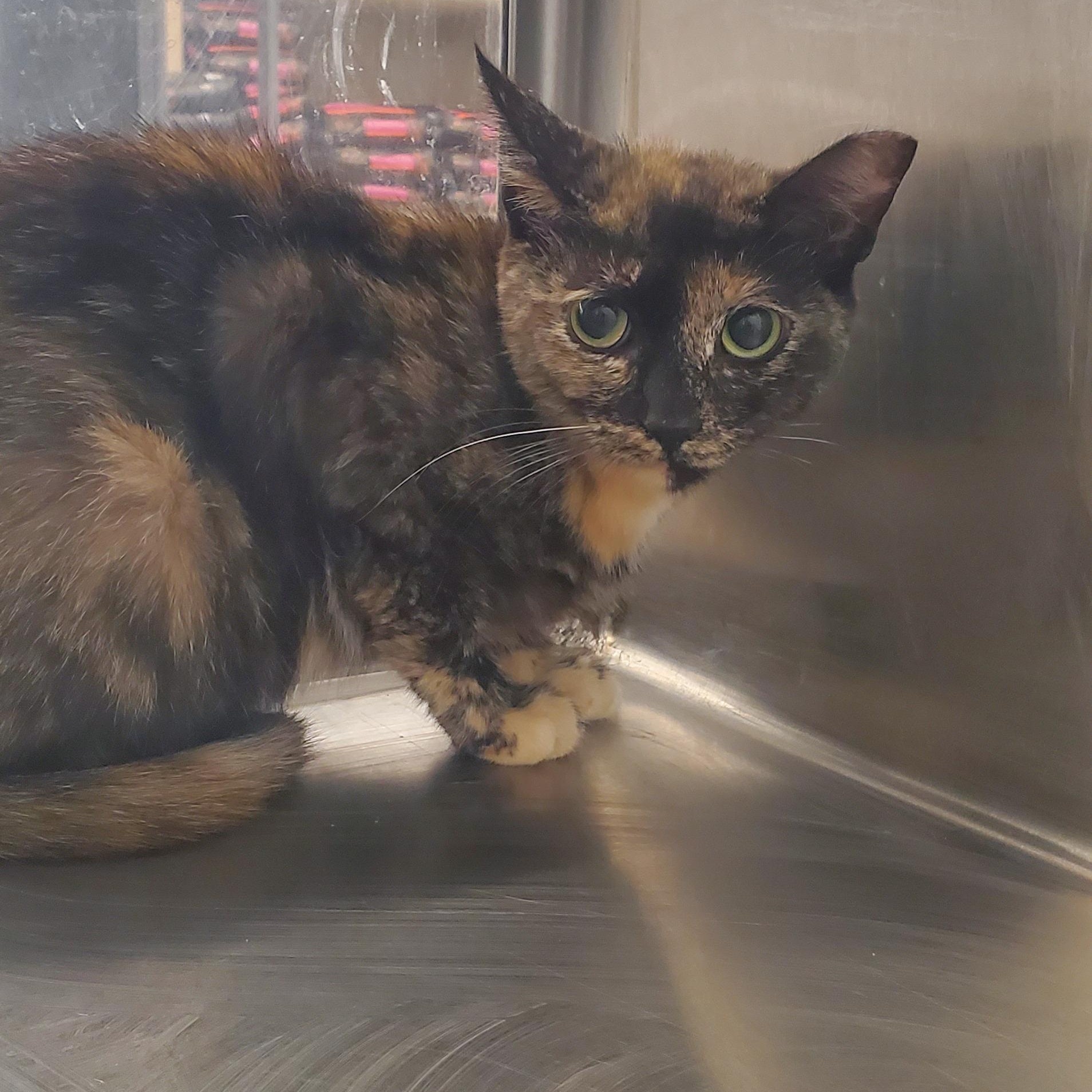 Enlarge Goldie, a Adoptable Tortoiseshell in Columbus, OH image 4/6
