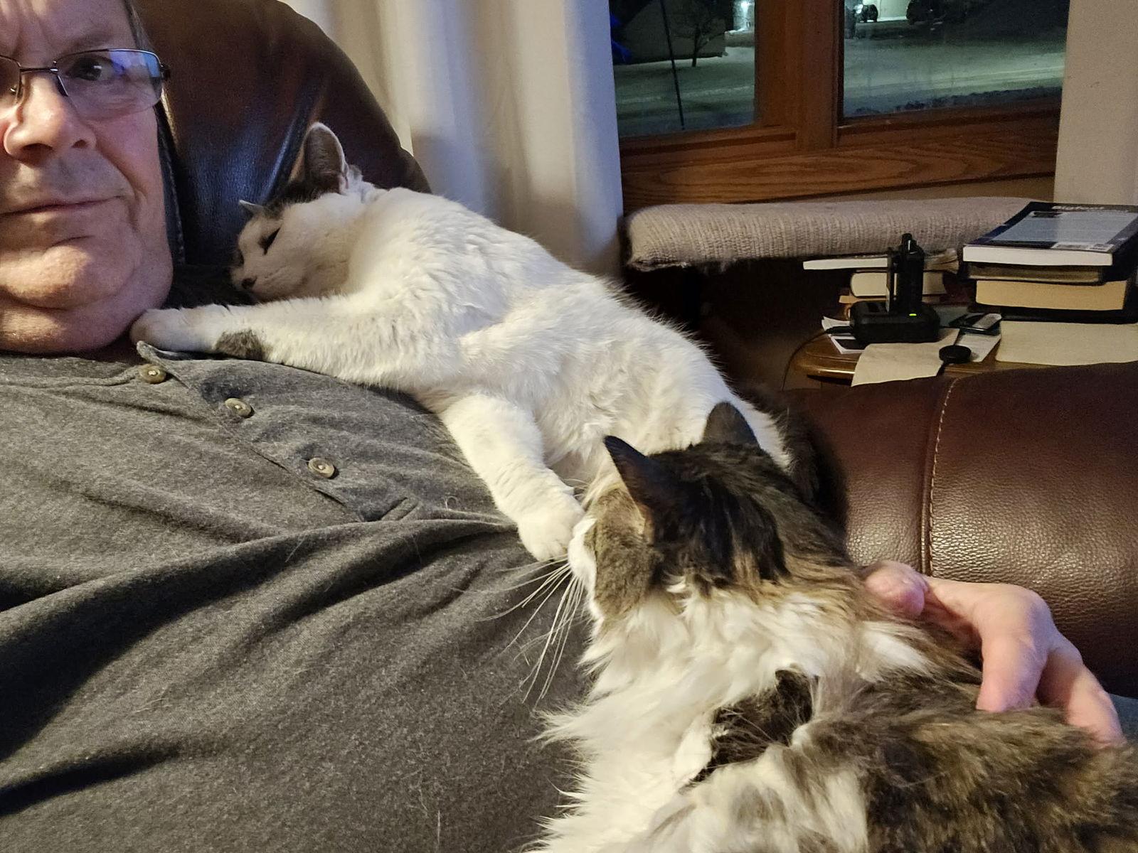 Smokey, Adoptable, Adult Female Domestic Short Hair.