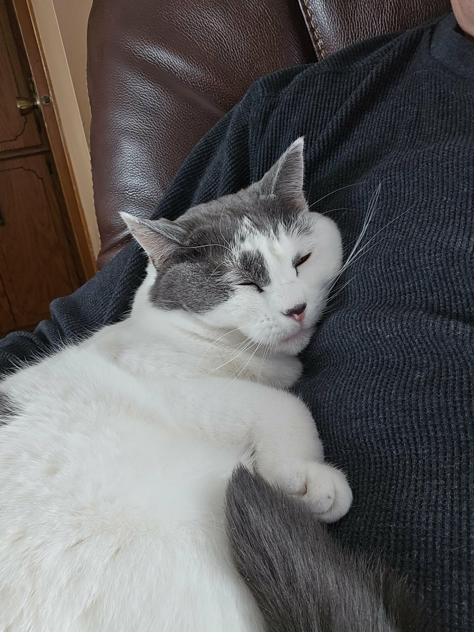 Enlarge Smokey, a Adopted Domestic Short Hair in Alexandria, MN image 2/3