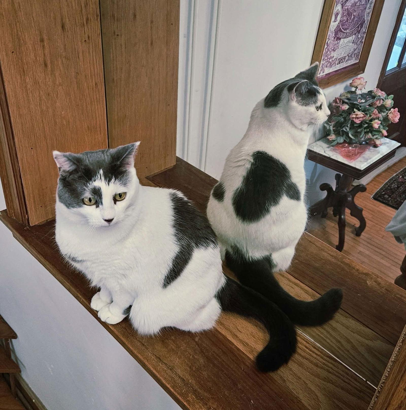 Smokey, Adoptable, Adult Female Domestic Short Hair.