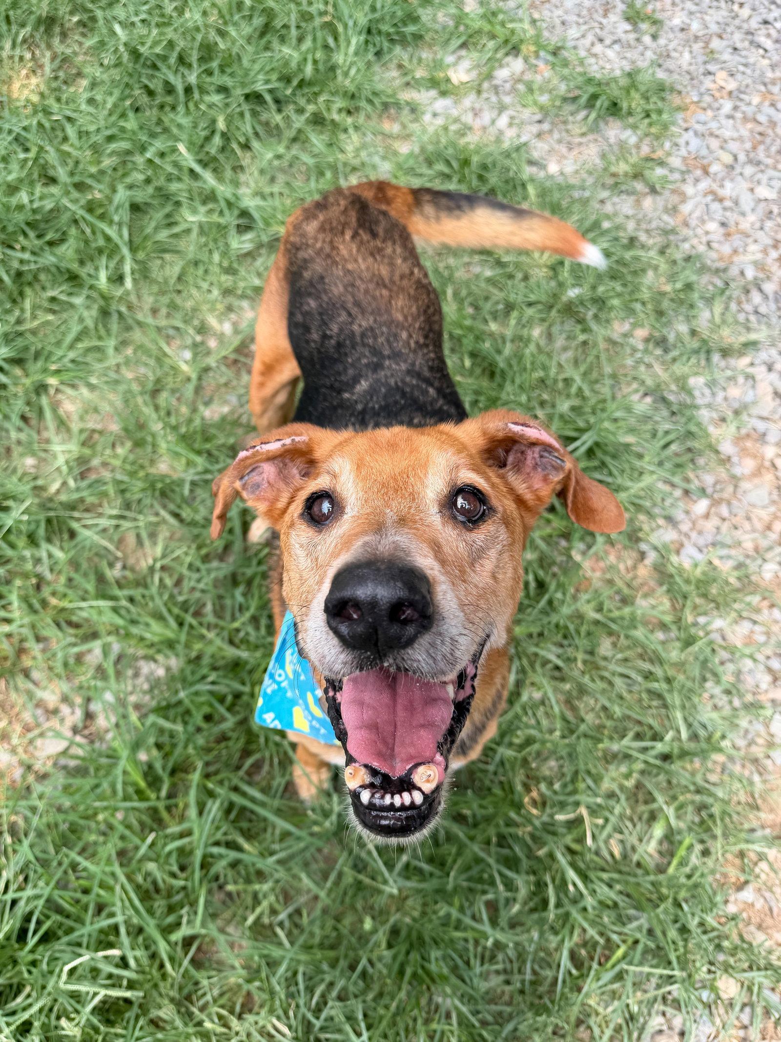 Enlarge Whopper, a Adoptable Hound in Sanford, NC image 2/3