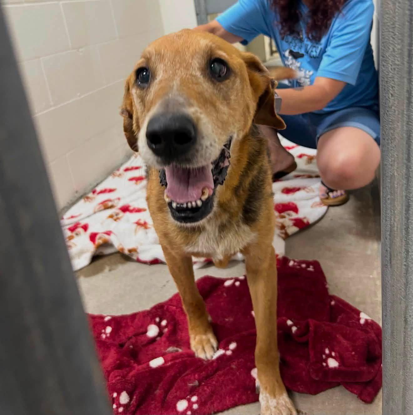 Whopper, a Adoptable Hound in Sanford, NC image 2/3