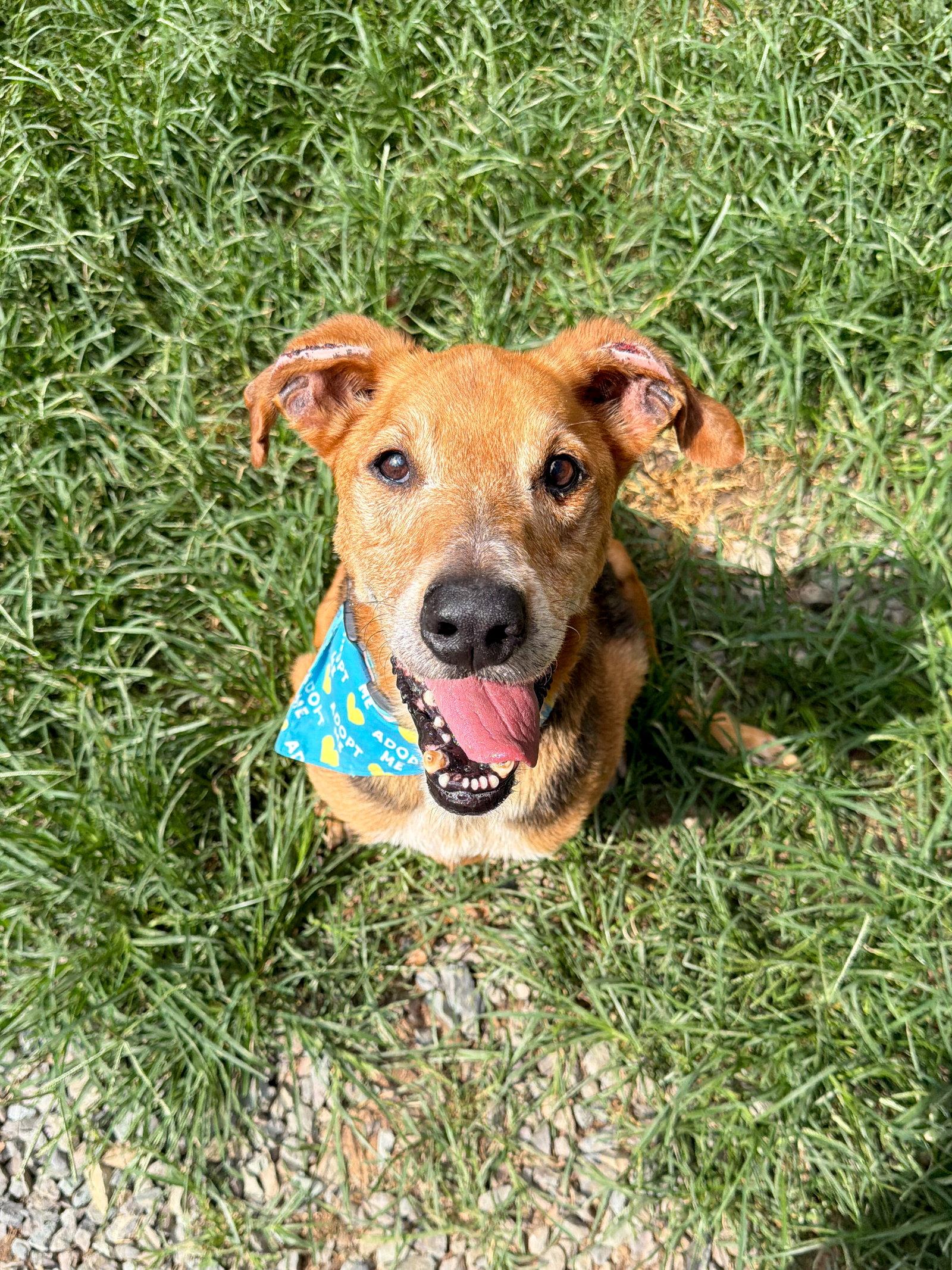 Whopper, a Adoptable Hound in Sanford, NC image 3/3