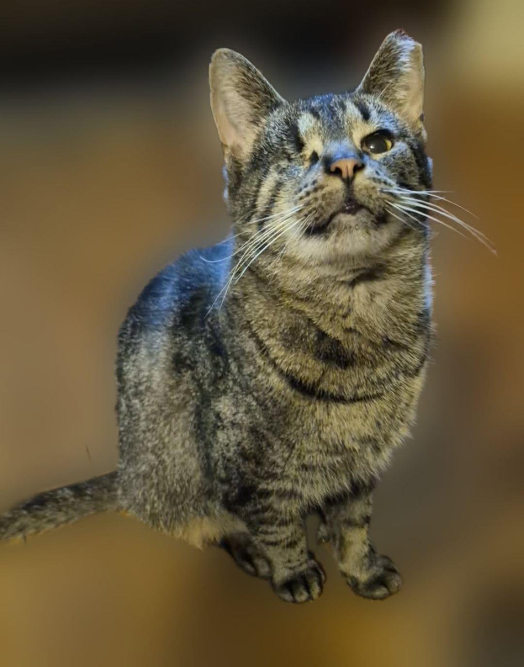 Minus, ADOPTABLE, Adult Female Domestic Short Hair.