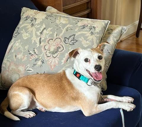 Helen, Young Female Jack Russell Terrier