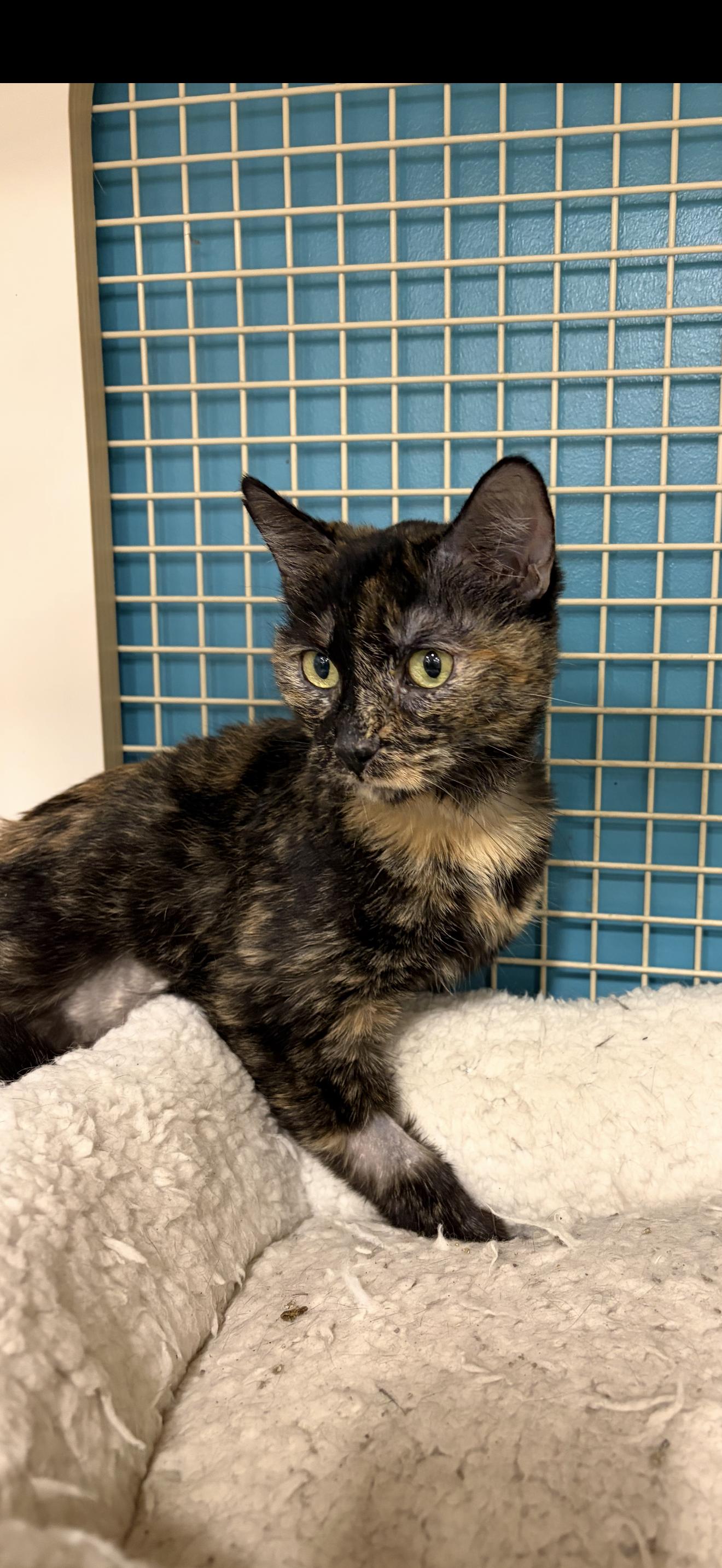 Enlarge Buddercup, a ADOPTABLE Tortoiseshell in Las Vegas, NV image 1/1