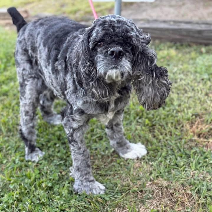 Enlarge Jax, a ADOPTABLE Cocker Spaniel in Lutz, FL image 1/1