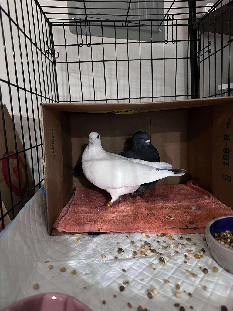 Enlarge Fred w/Ingrid/Moxie, a Adopted Pigeon in San Francisco, CA image 1/1