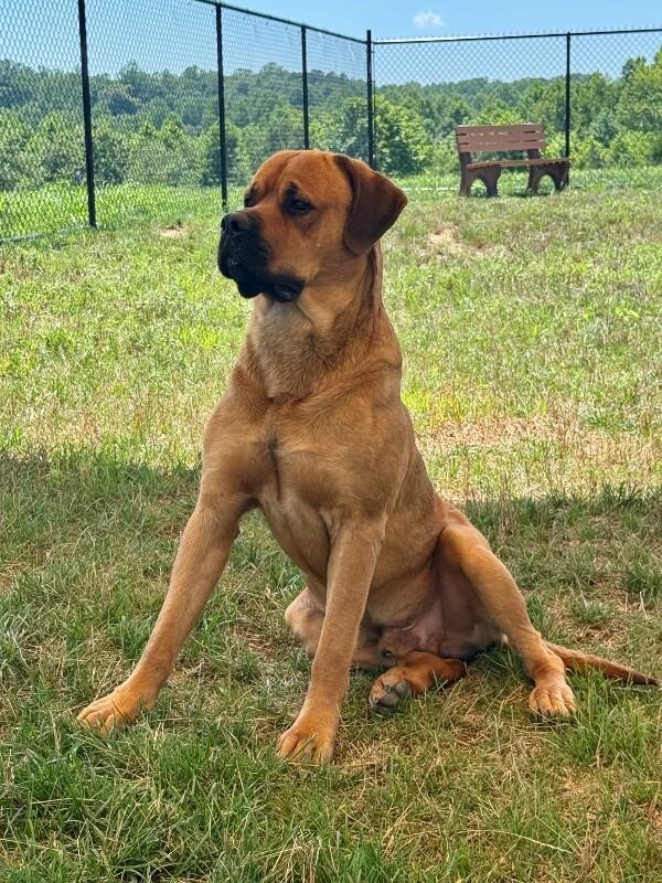 Giovanni, Adoptable, Adult Male Mastiff.