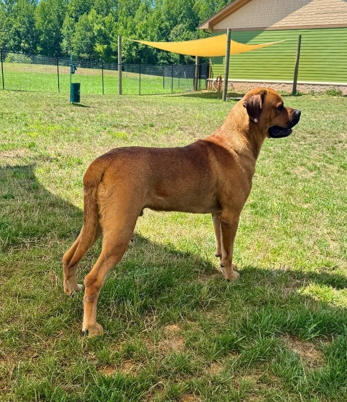 Giovanni, a Adoptable Mastiff in Providence Forge, VA image 2/6