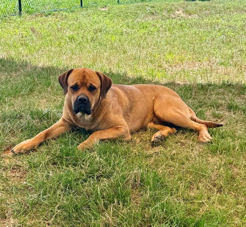 Giovanni, a Adoptable Mastiff in Providence Forge, VA image 3/6