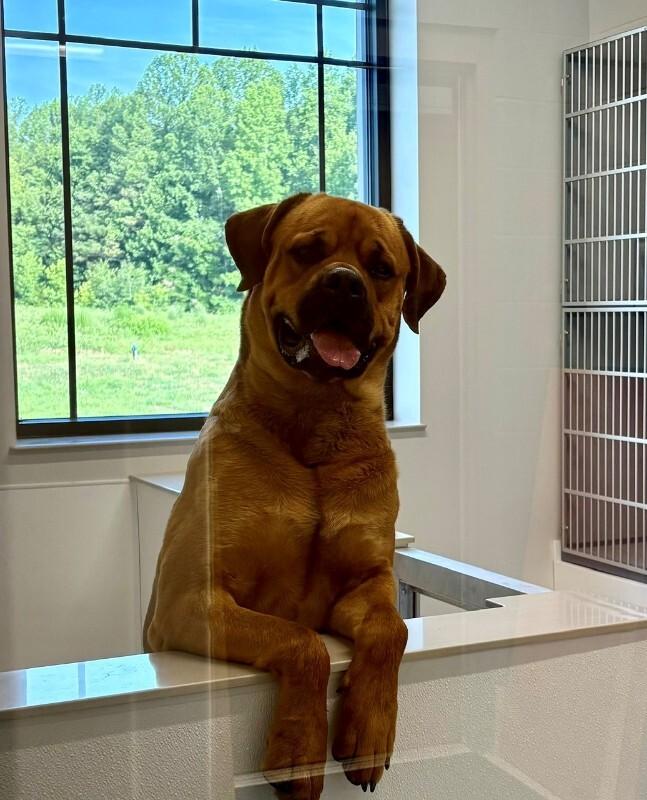 Giovanni, a Adoptable Mastiff in Providence Forge, VA image 4/6