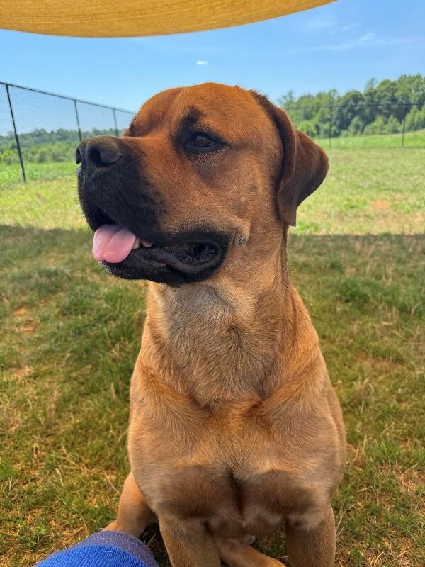 Giovanni, a Adoptable Mastiff in Providence Forge, VA image 5/6