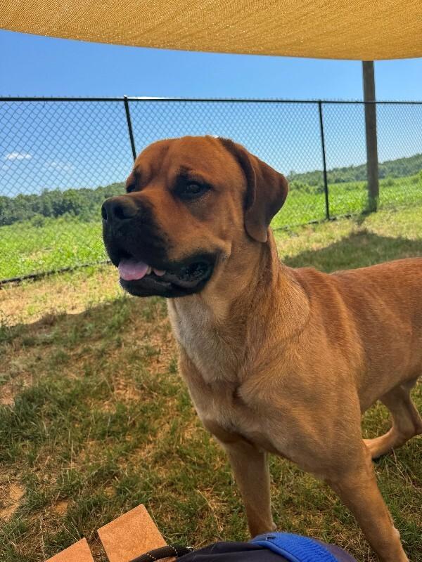 Giovanni, a Adoptable Mastiff in Providence Forge, VA image 6/6