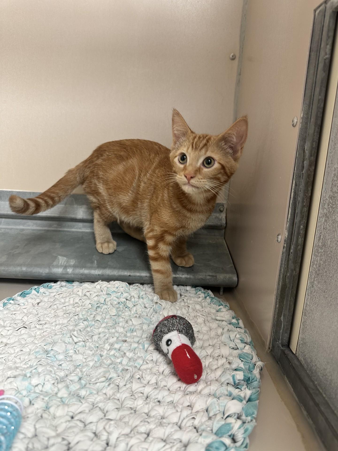 61954523, Adoptable, Young Male Domestic Short Hair.