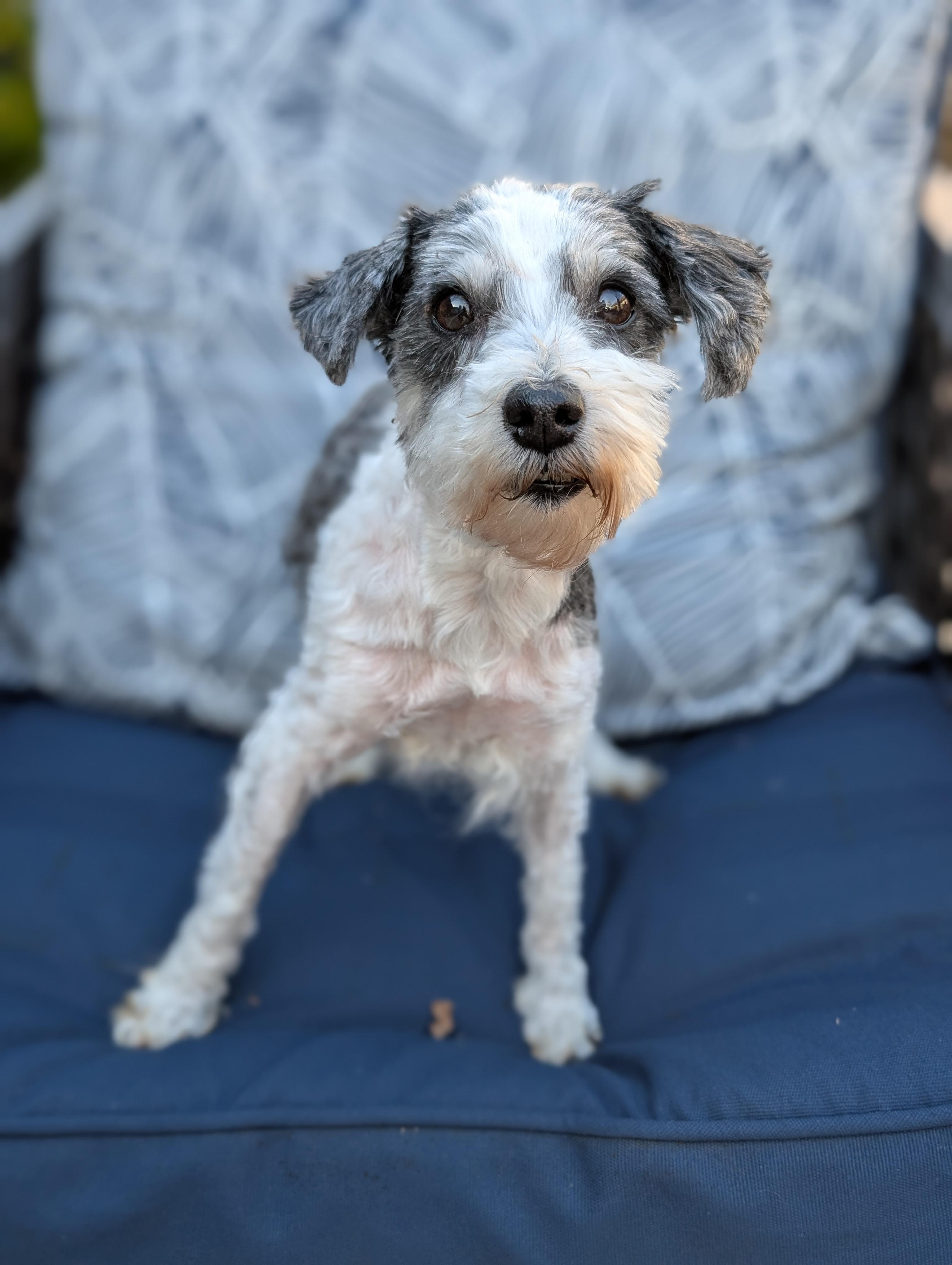 Dottie, a Adoptable mixed breed in Baton Rouge, LA image 2/4