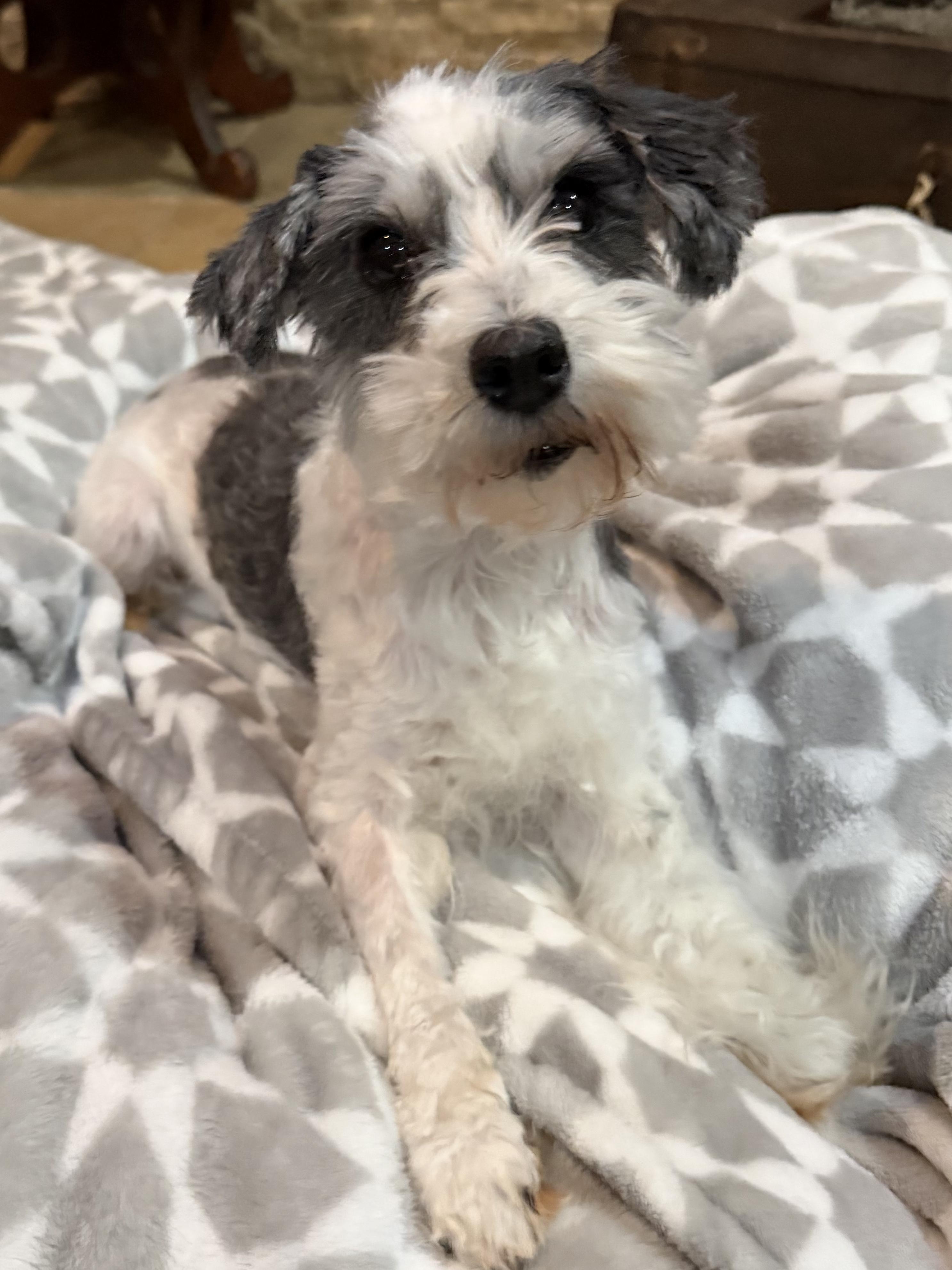 Dottie, a Adoptable mixed breed in Baton Rouge, LA image 3/4