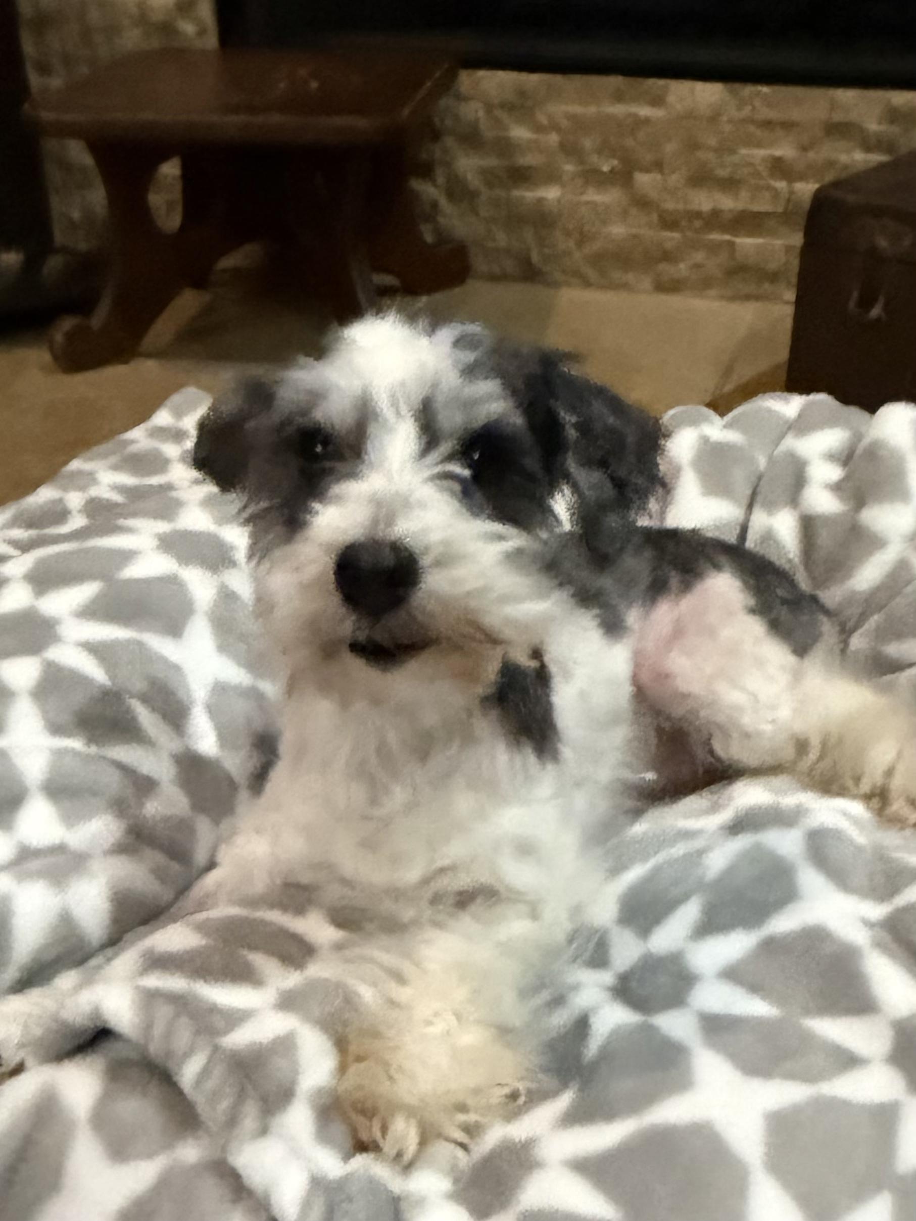 Dottie, a Adoptable mixed breed in Baton Rouge, LA image 4/4