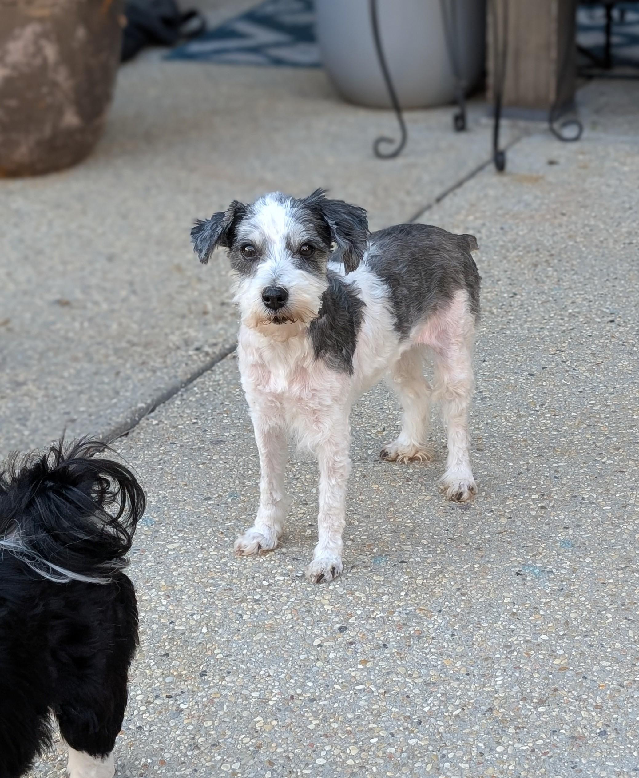Dottie, a Adoptable mixed breed in Baton Rouge, LA image 1/4