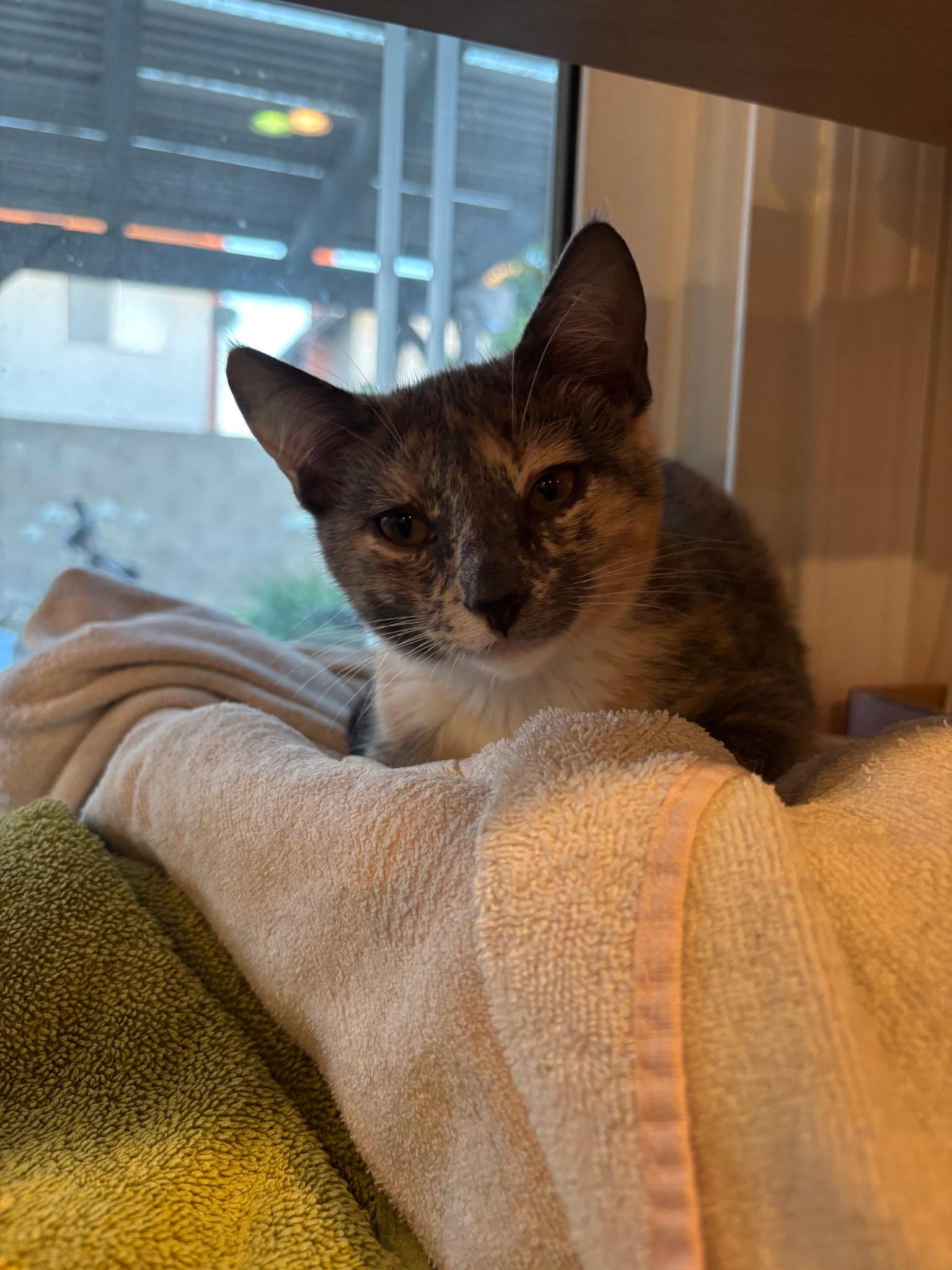 Enlarge Invisible Woman, a Adopted Domestic Short Hair in Mission Viejo, CA image 1/2