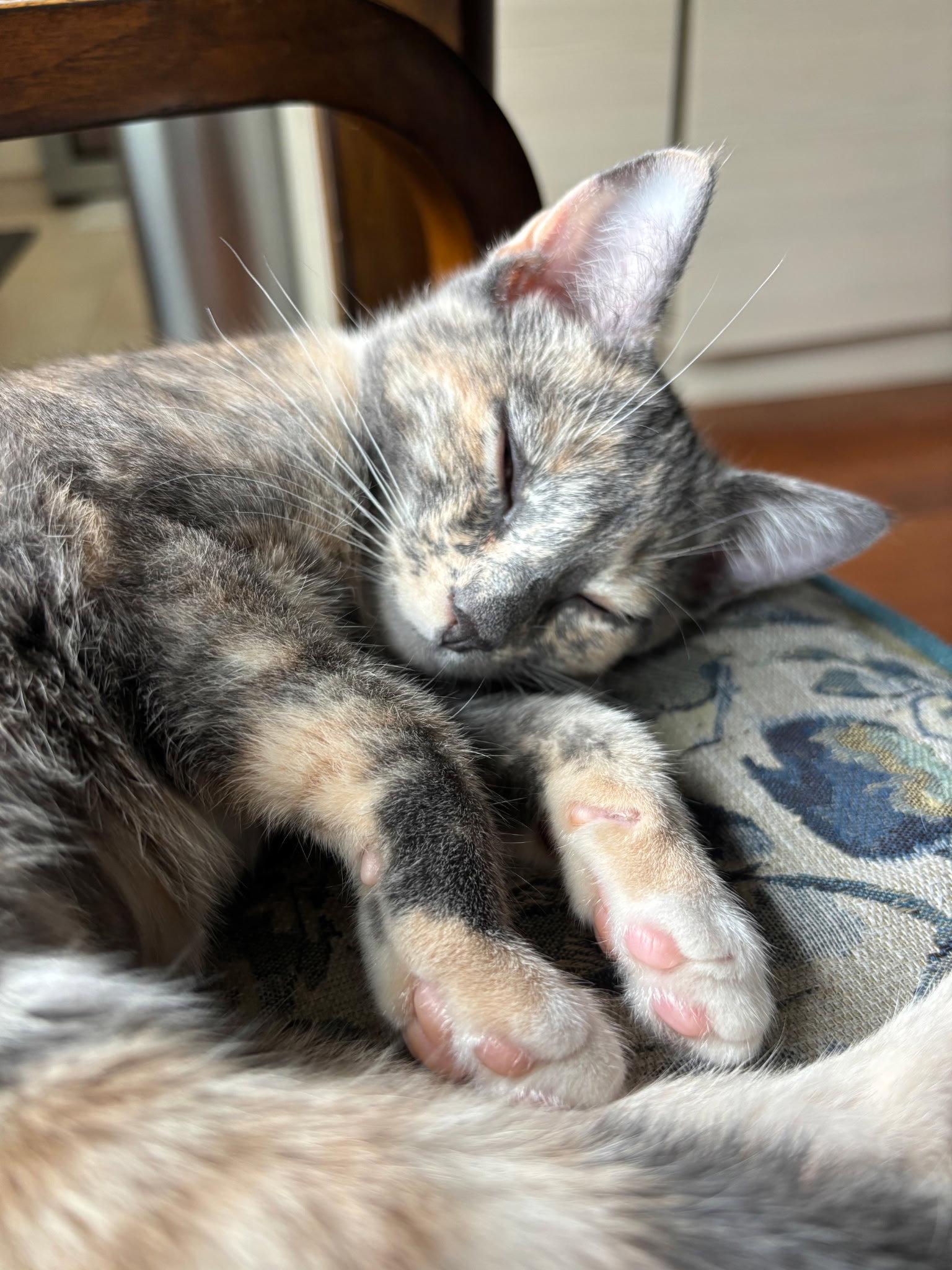 Enlarge Invisible Woman, a Adopted Domestic Short Hair in Mission Viejo, CA image 2/2