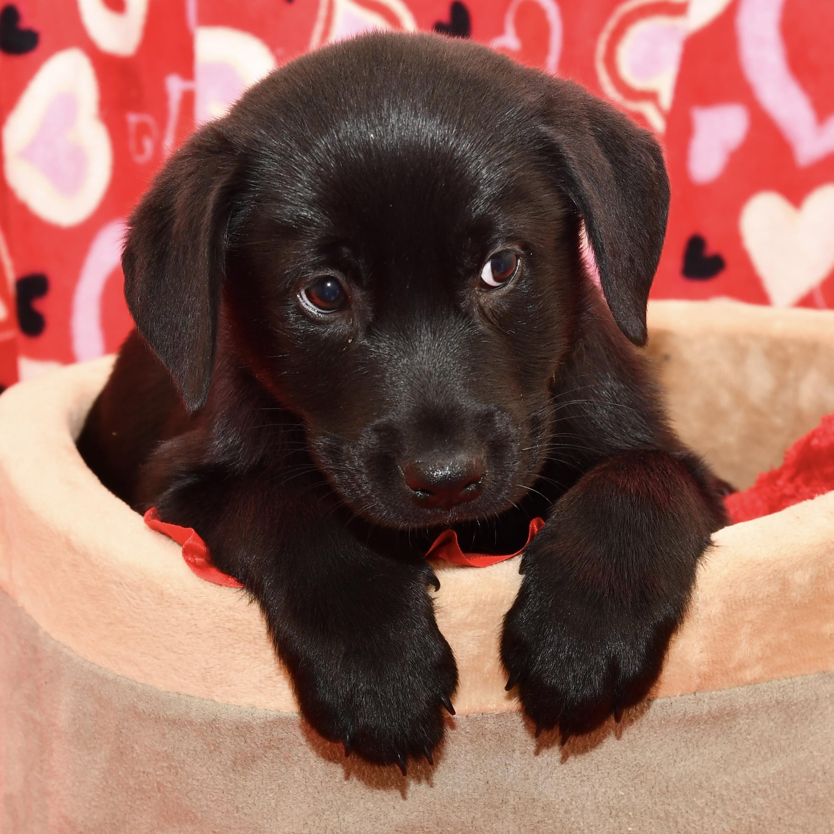 Enlarge Cypress , an adoptable mixed breed in Libertyville, IL image 3/3