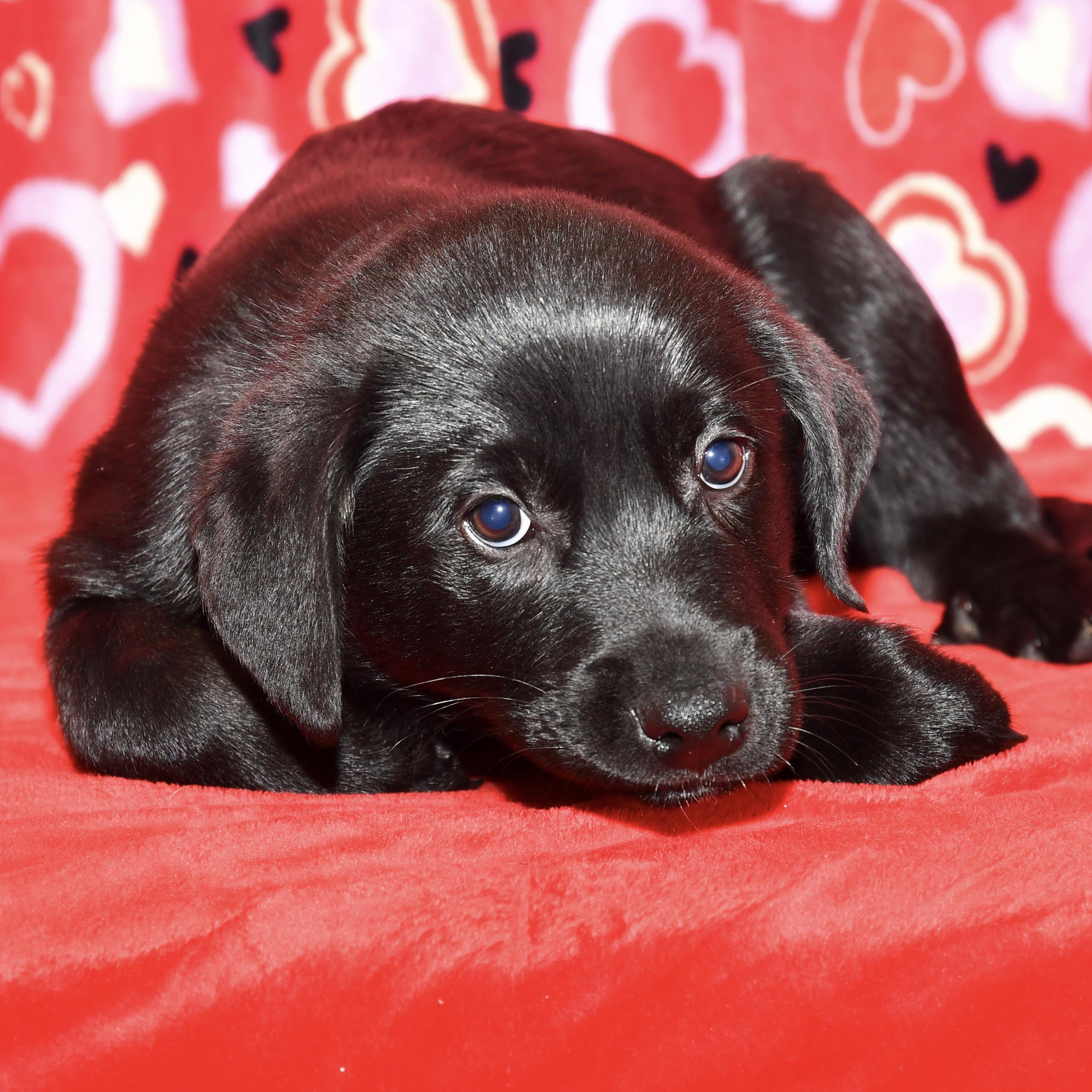 Enlarge Cypress , an adoptable mixed breed in Libertyville, IL image 1/3