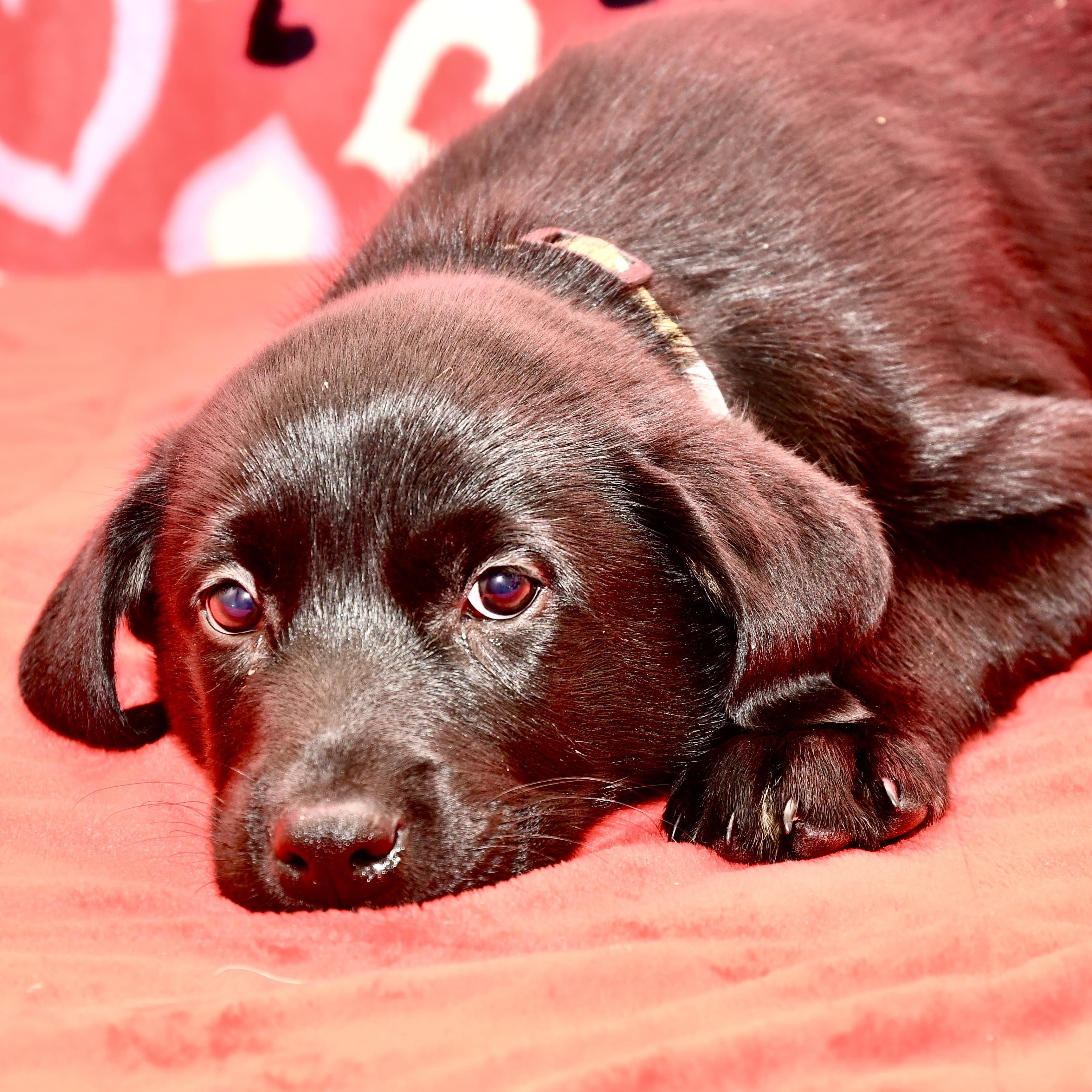 Enlarge Cypress , an adoptable mixed breed in Libertyville, IL image 2/3