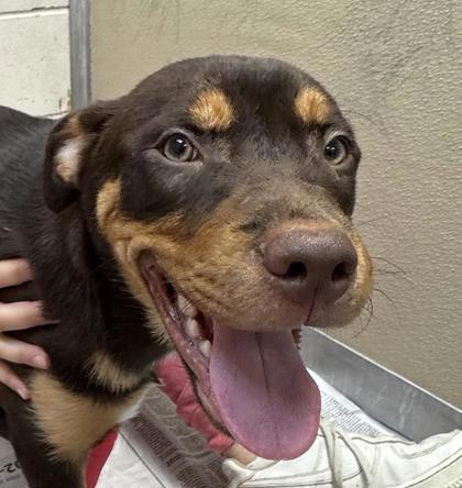 Enlarge George, a Adoptable mixed breed in Potsdam, NY image 1/3