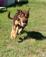 Enlarge George, a Adoptable mixed breed in Potsdam, NY image 2/3