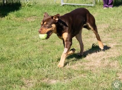 Enlarge George, a Adoptable mixed breed in Potsdam, NY image 3/3