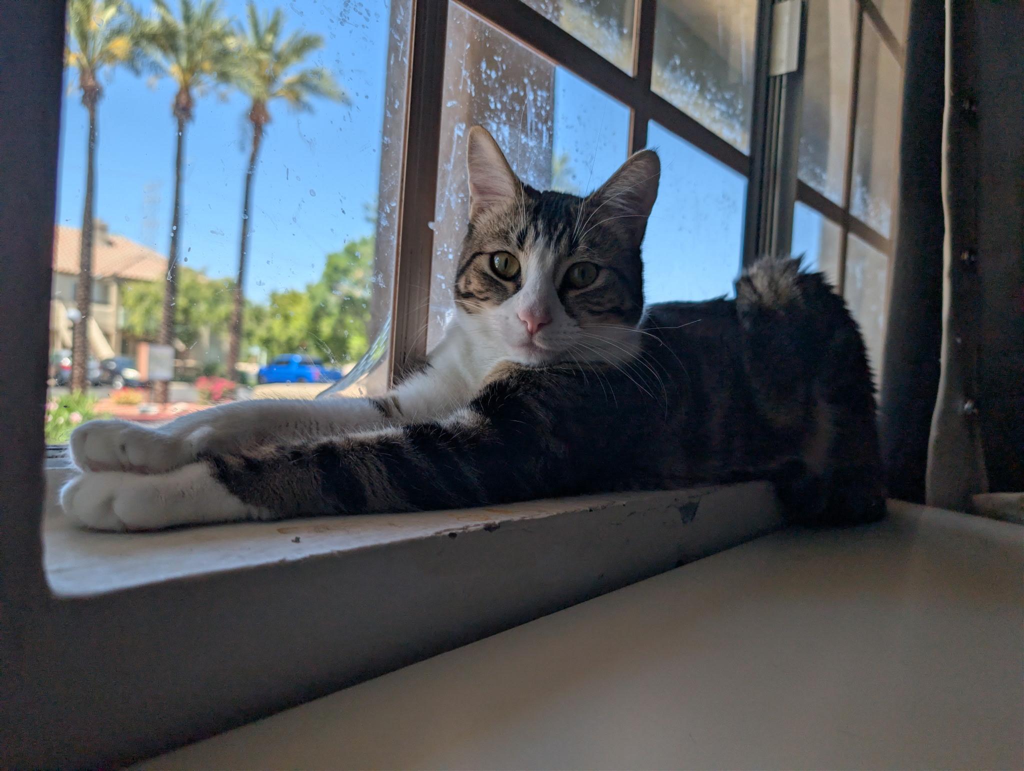 Abigail, an adoptable Domestic Short Hair in Chandler, AZ image 2/4