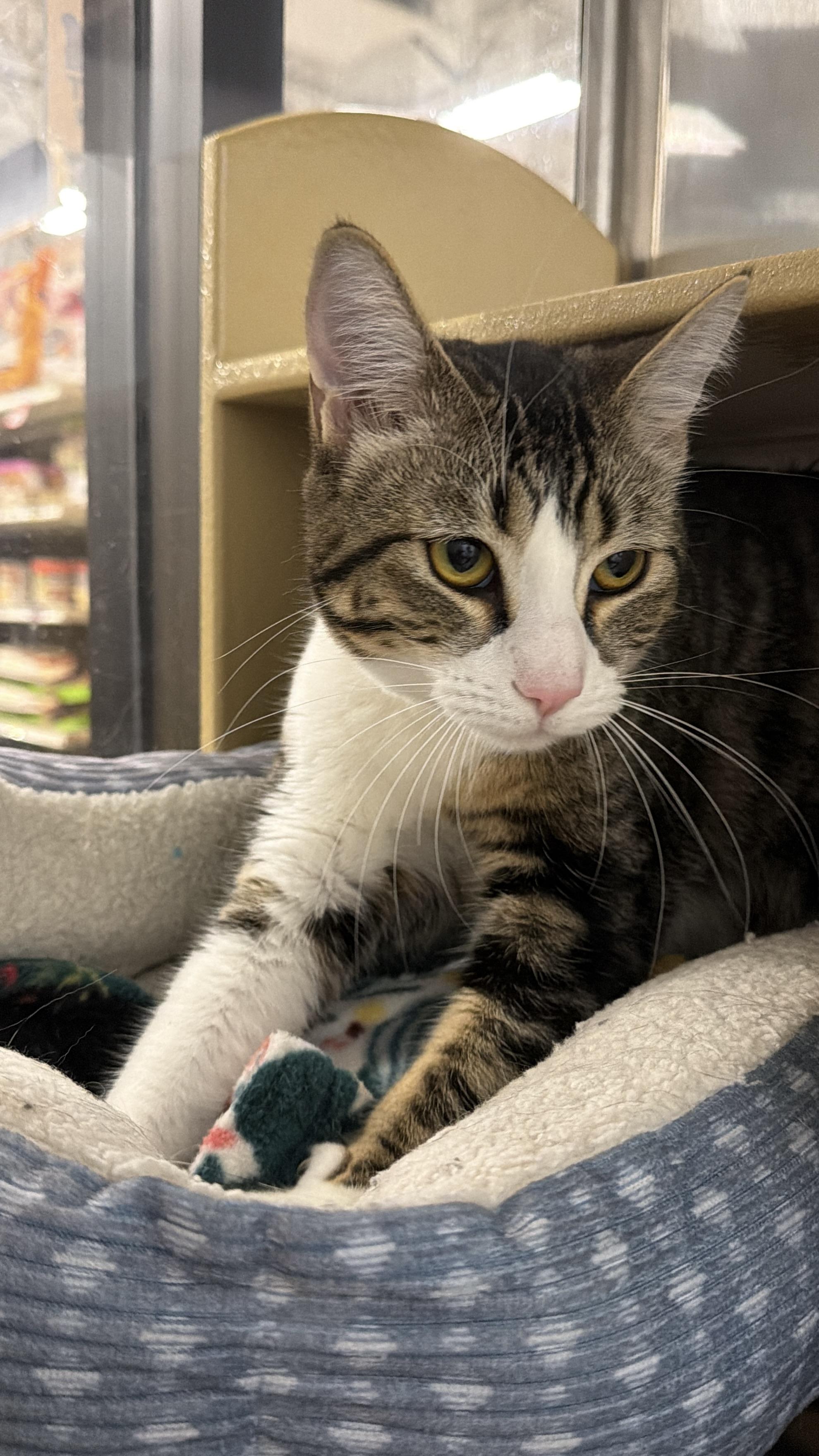 Enlarge Abigail, an adoptable Domestic Short Hair in Chandler, AZ image 4/5