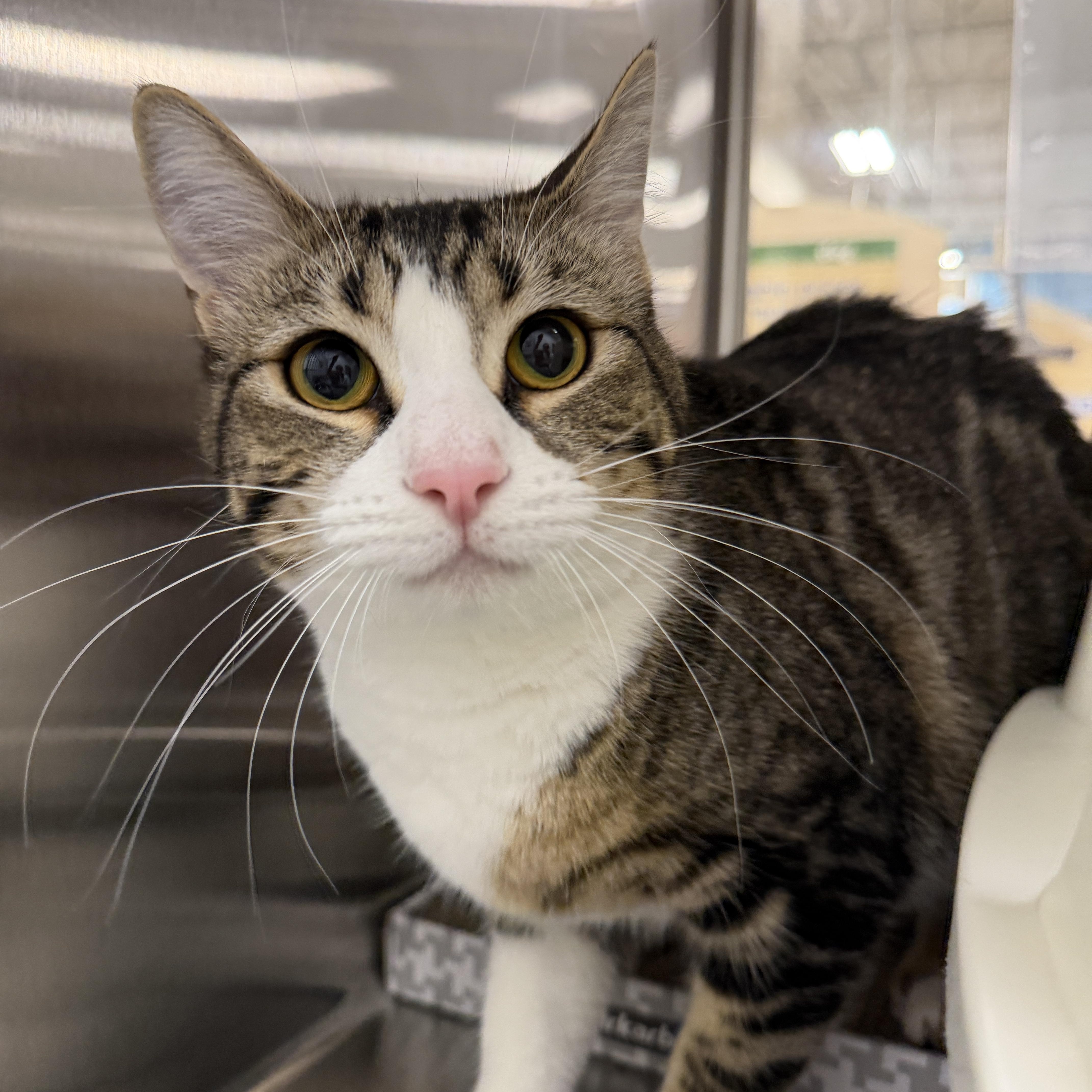 Abigail, adoptable, Kitten Female Domestic Short Hair.