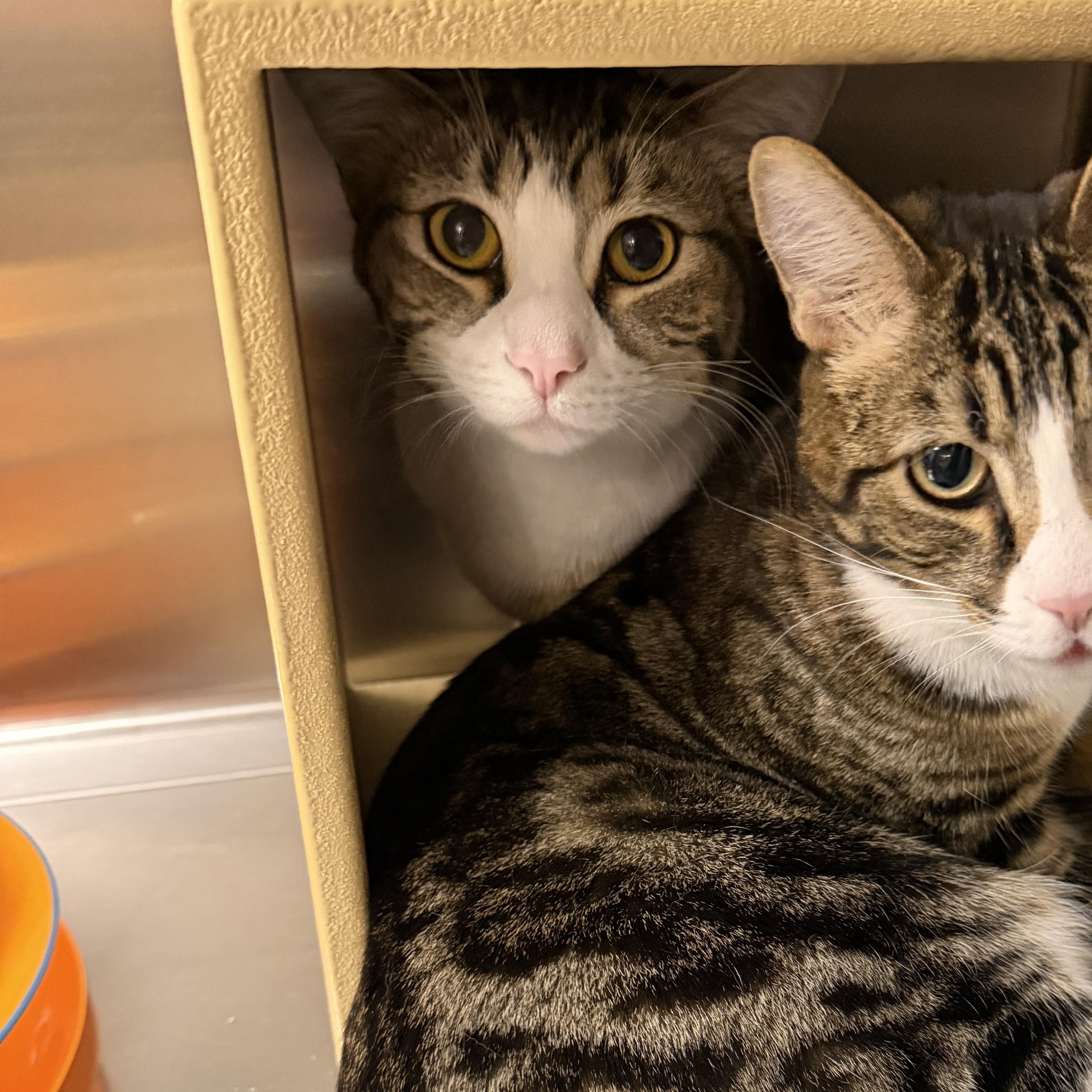 Abigail, adoptable, Kitten Female Domestic Short Hair.