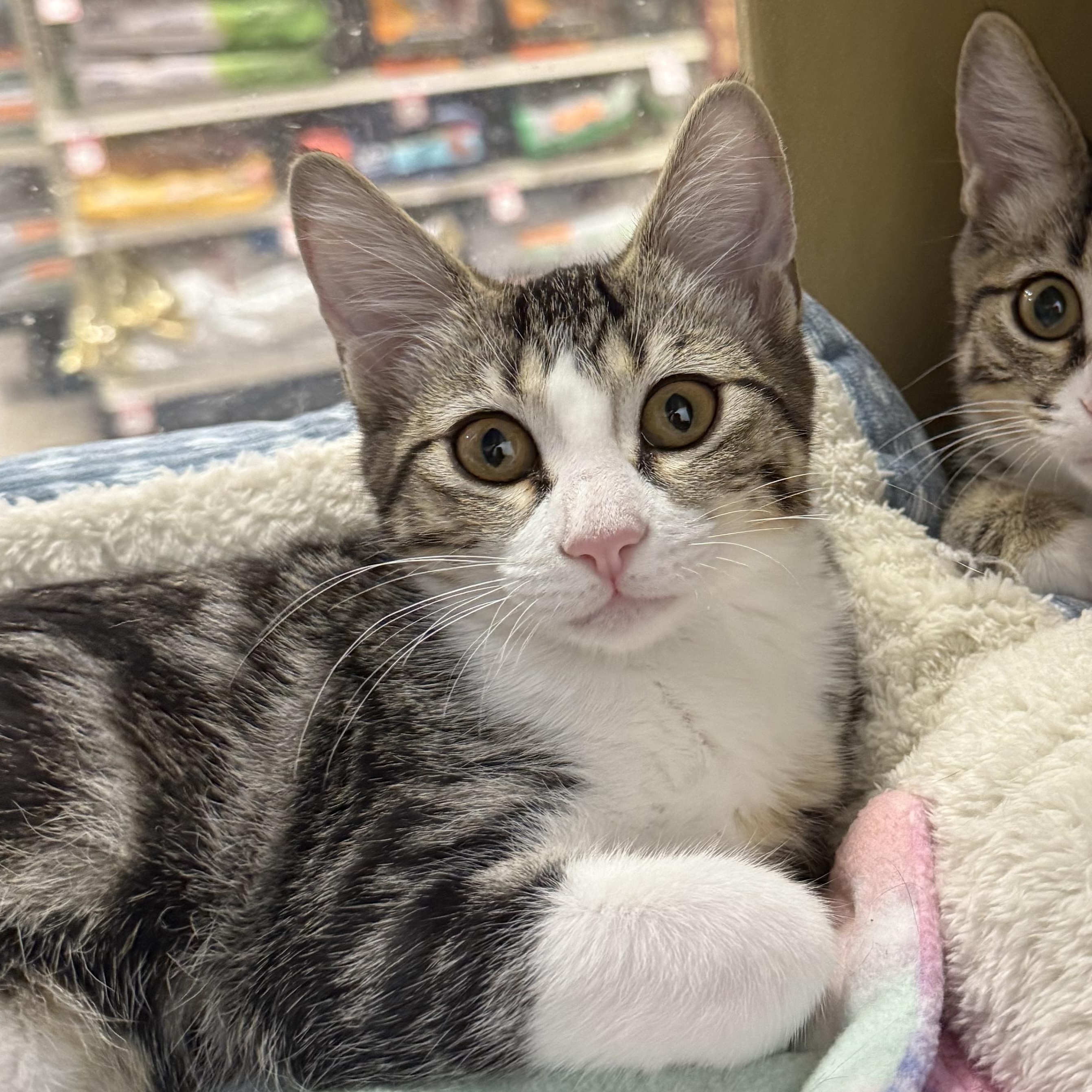 Enlarge Abigail, an adoptable Domestic Short Hair in Chandler, AZ image 2/2