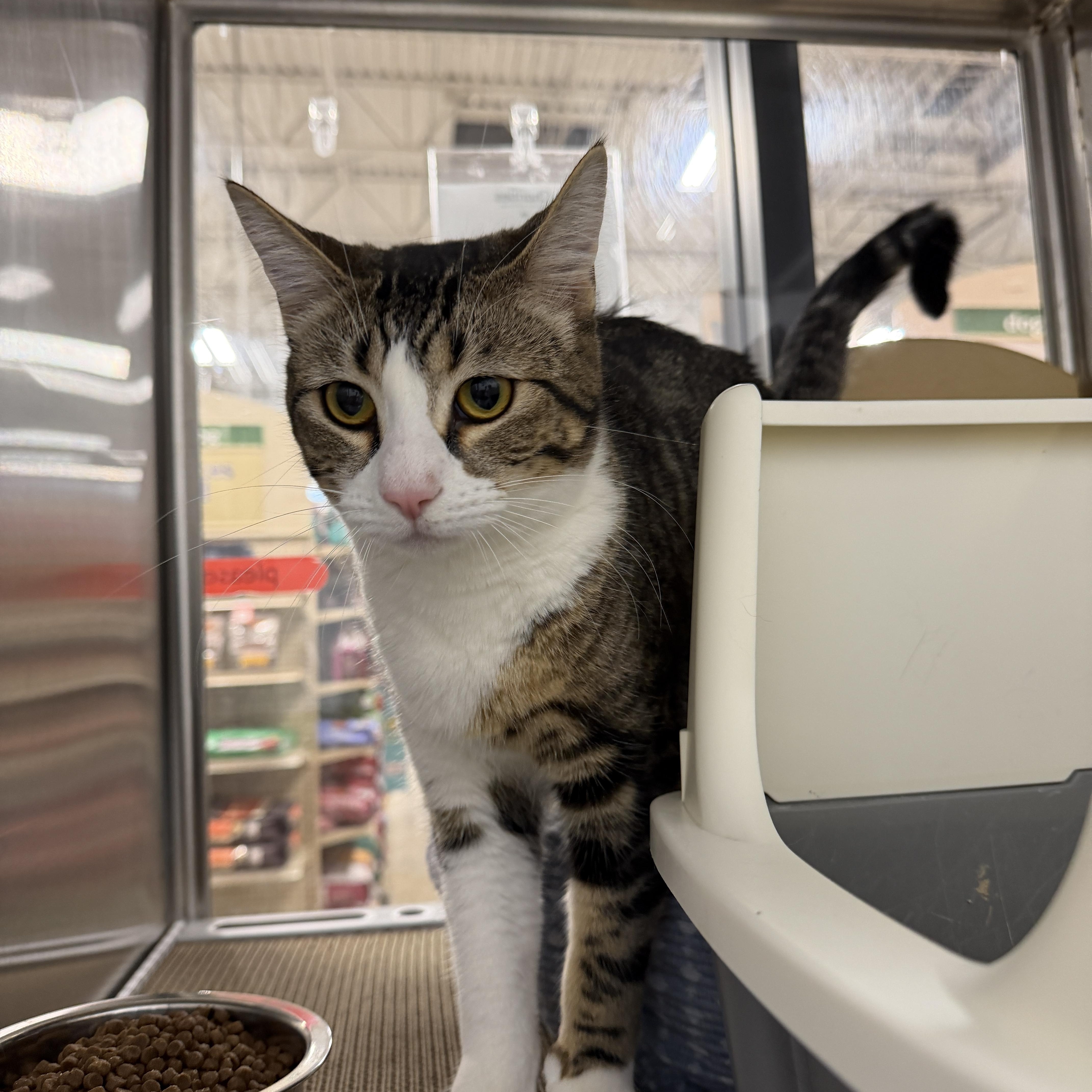 Enlarge Abigail, an adoptable Domestic Short Hair in Chandler, AZ image 2/5
