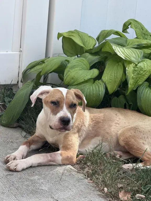 Enlarge Bea Bea, a Adoptable mixed breed in Grand Rapids, MI image 2/6