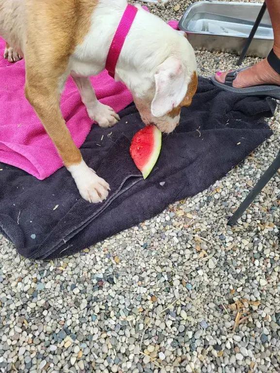 Enlarge Bea Bea, a Adoptable mixed breed in Grand Rapids, MI image 3/6