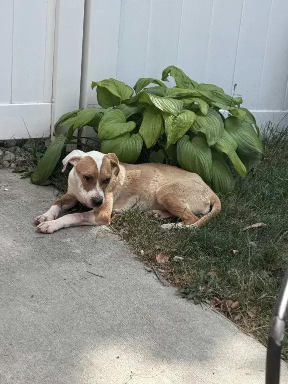 Enlarge Bea Bea, a Adoptable mixed breed in Grand Rapids, MI image 4/6