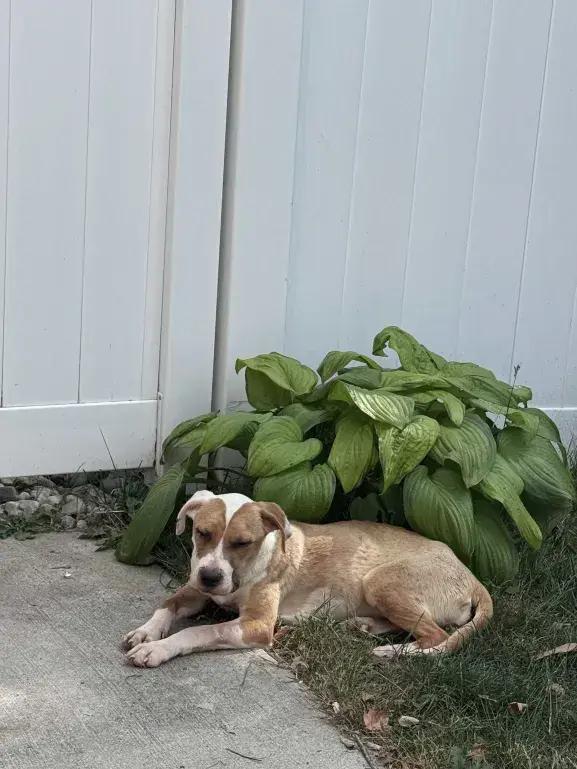 Enlarge Bea Bea, a Adoptable mixed breed in Grand Rapids, MI image 5/6