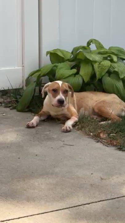 Enlarge Bea Bea, a Adoptable mixed breed in Grand Rapids, MI video 6/6