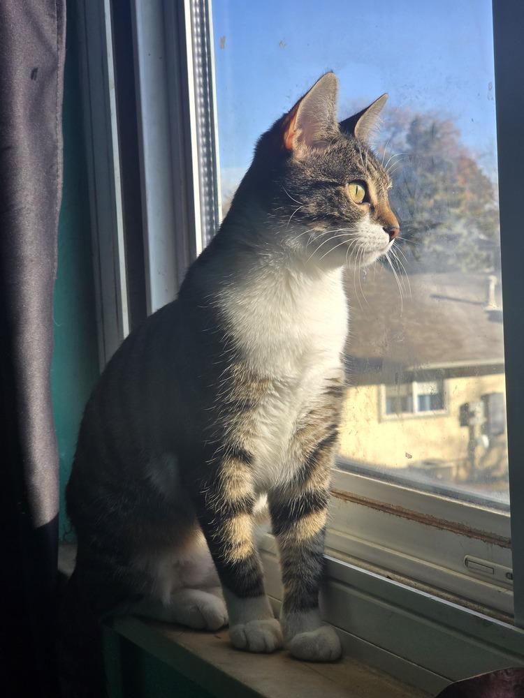 Millie, Adoptable, Adult Female Domestic Short Hair.