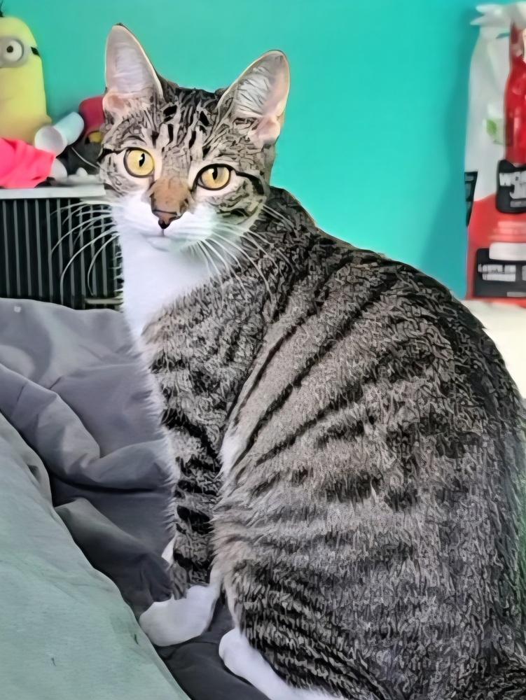 Enlarge Millie, a Adoptable mixed breed in Lafayette, CO image 2/4