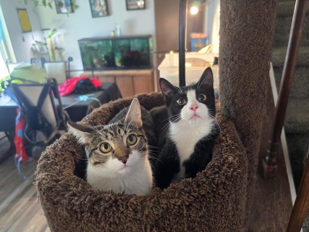 Enlarge Millie, a Adoptable mixed breed in Lafayette, CO image 3/4