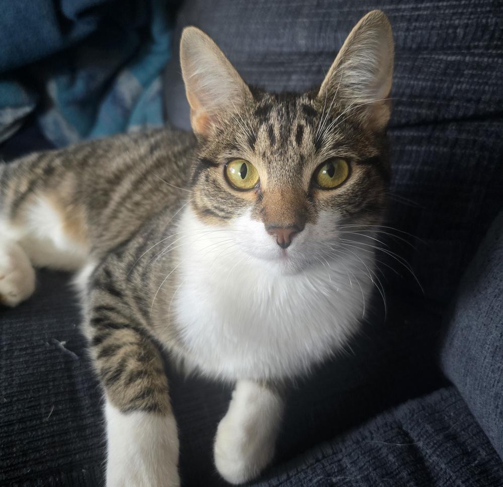 Enlarge Millie, a Adoptable mixed breed in Lafayette, CO image 4/4